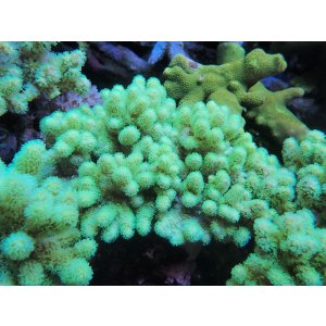 画像: 0328ナグラカタトサカ（沖縄）蛍光グリーンM04