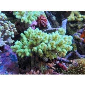 画像: 0328ナグラカタトサカ（沖縄）蛍光グリーンM06