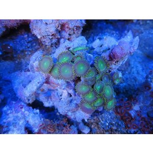 画像: 0328ボタンポリプ（沖縄）グリーン01