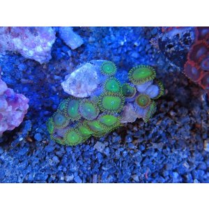 画像: 0328ボタンポリプ（沖縄）グリーン02