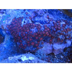 画像: 0328マメスナギンチャク（沖縄）レッド