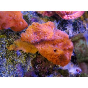 画像: 0328オレンジスポンジ（沖縄）02