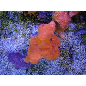 画像: 0328オレンジスポンジ（沖縄）03