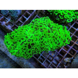 画像: 0329ナガレハナサンゴメタリックグリーン01