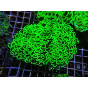 画像: 0329ナガレハナサンゴメタリックグリーン02