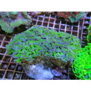 画像: 0329ナガレハナサンゴ茎グリーン