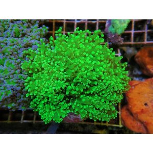 画像: 0329タコアシブランチメタリックグリーン