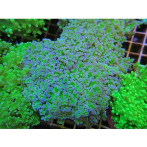 画像: 0329タコアシブランチ茎グリーン01