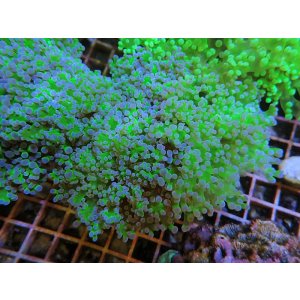 画像: 0329タコアシブランチ茎グリーン02