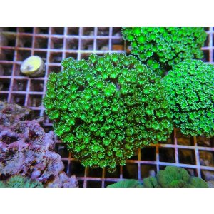 画像: 0329アワサンゴグリーン01