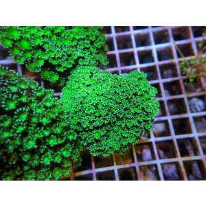 画像: 0329アワサンゴグリーン02