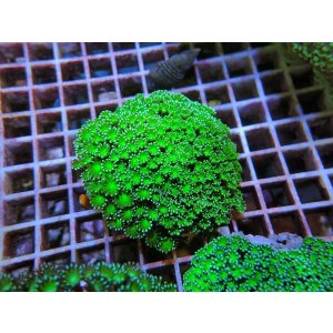 画像: 0329アワサンゴグリーン03