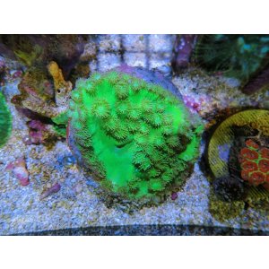 画像: 0329スリバチサンゴメタリックグリーン