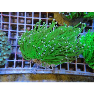 画像: 0329ツツマルハナサンゴグリーン01