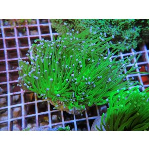 画像: 0329ツツマルハナサンゴグリーン02