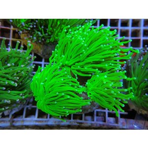 画像: 0329ツツマルハナサンゴグリーン03