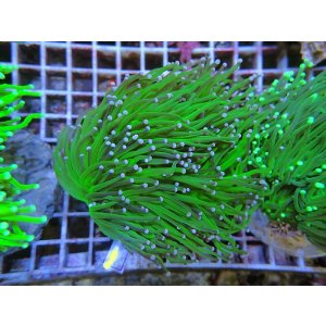 画像: 0329ツツマルハナサンゴグリーン04