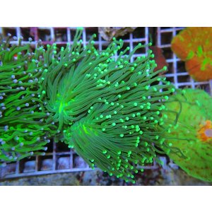 画像: 0329ツツマルハナサンゴグリーン05