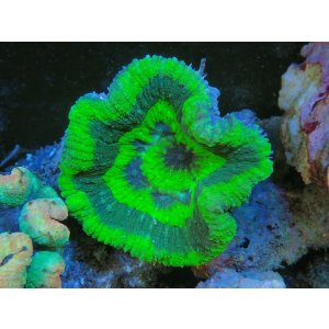 画像: 0329ハナガタサンゴグリーン01
