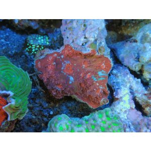 画像: 0329ヒラキッカサンゴレッド