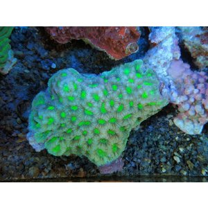 画像: 0329キクメイシグリーン