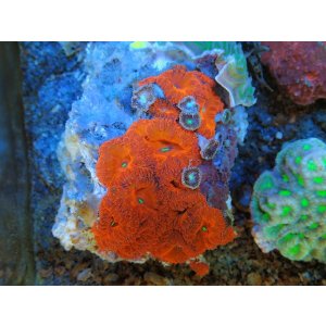 画像: 0329オオタバサンゴレッド