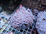 画像: 0422ツツウミヅタホワイトM01