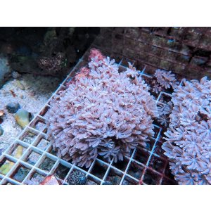 画像: 0422ツツウミヅタホワイトM01