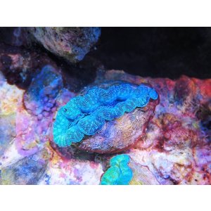 画像: 0422ヒメシャコガイ（ブリード）SPカラー03