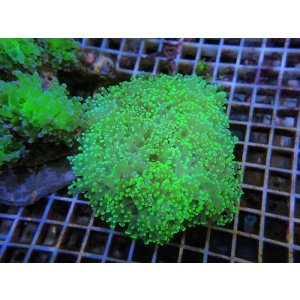画像: 0506タコアシブランチグリーン02