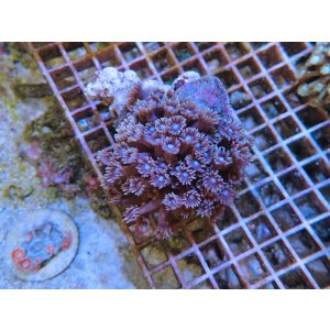 画像: 0506ハナガササンゴノーマル