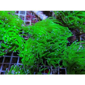 画像: 0506ツツマルハナサンゴグリーン03