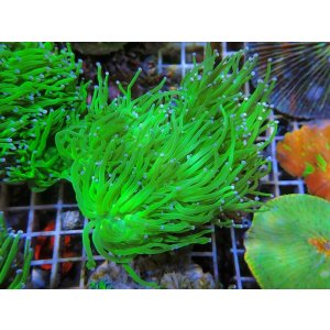 画像: 0506ツツマルハナサンゴグリーン04