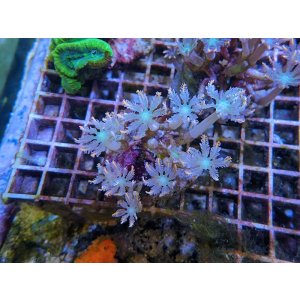 画像: 0506ツツウミヅタオレンジライン