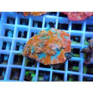 画像: 0506キッカサンゴメタリックオレンジ02