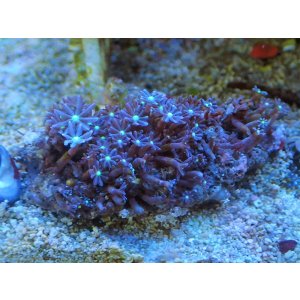 画像: 0506ハナヅタセンターグリーン