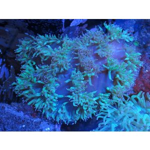 画像: 0516トランペットコーラルメタリックグリーンL01