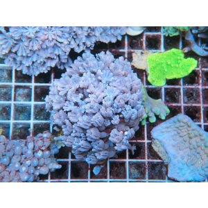 画像: 0613ツツウミヅタホワイトM01