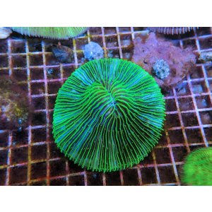 画像: 0613クサビライシメタリックグリーン01