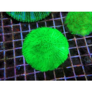 画像: 0613クサビライシメタリックグリーン02