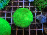 画像: 0613クサビライシメタリックグリーン03