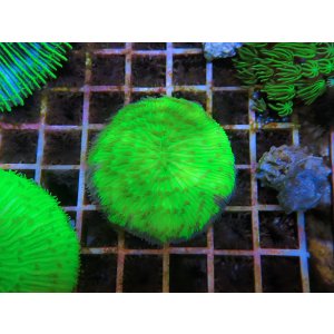 画像: 0613クサビライシメタリックグリーン03
