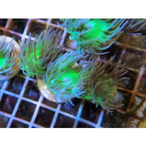 画像: 0613ウィスカーズコーラルフラグ01