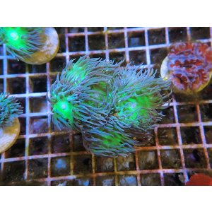 画像: 0613ウィスカーズコーラルフラグ02