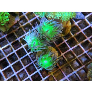 画像: 0613ウィスカーズコーラルフラグ03