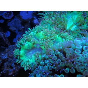 画像: 0621トランペットコーラルメタリックグリーン01