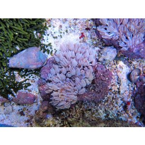 画像: 0621パクパクウミアザミ01