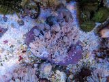 画像: 0621パクパクウミアザミ02