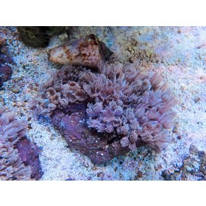 画像: 0621パクパクウミアザミ04