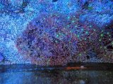 画像: 0713ハナヅタセンターグリーン01